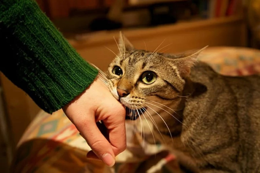 Mộng thấy mèo cắn vào tay